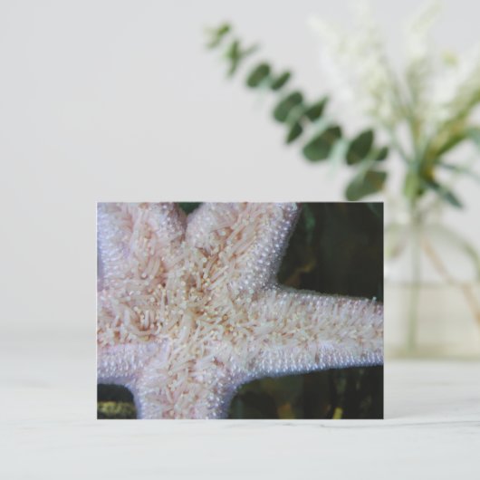 Starfish Postkarte (Stehend Vorderseite)
