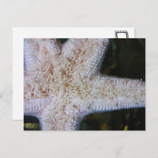 Starfish Postkarte (Vorne/Hinten)
