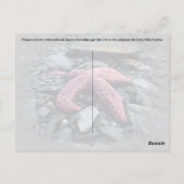 Starfish - Postkarte (Rückseite)