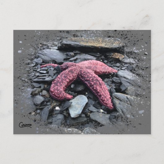 Starfish - Postkarte (Vorderseite)