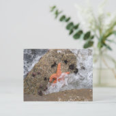 Starfish Postkarte (Stehend Vorderseite)