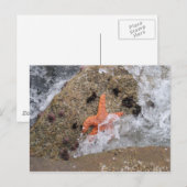 Starfish Postkarte (Vorne/Hinten)