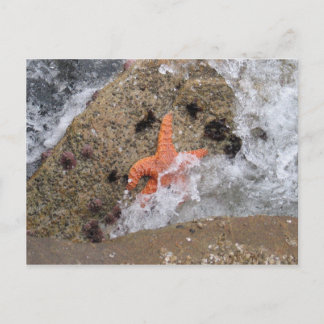 Starfish Postkarte