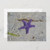Starfish Postkarte (Vorne/Hinten)