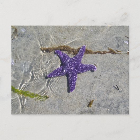 Starfish Postkarte (Vorderseite)