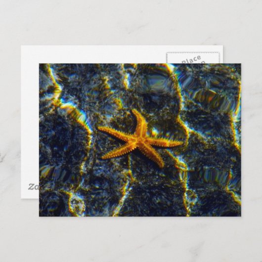 Starfish Postkarte (Vorne/Hinten)