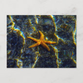 Starfish Postkarte (Vorderseite)