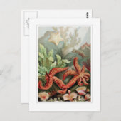 Starfish Postkarte (Vorne/Hinten)