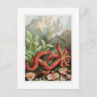 Starfish Postkarte