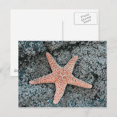 Starfish Postkarte (Vorne/Hinten)