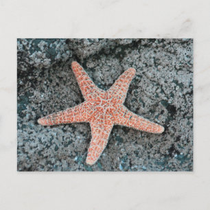 Starfish Postkarte