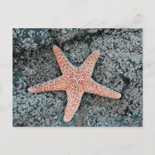 Starfish Postkarte (Vorderseite)