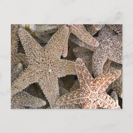 Starfish rund um die Postkarte (Vorderseite)