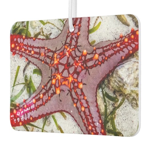 Starfish, Sansibar, Tansania Autolufterfrischer (Links)