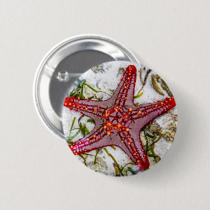 Starfish, Sansibar, Tansania Button