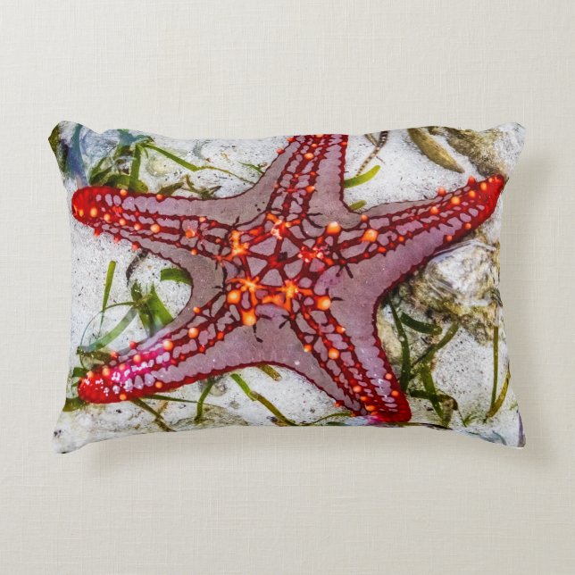 Starfish, Sansibar, Tansania Dekokissen (Vorderseite)