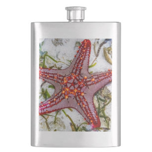 Starfish, Sansibar, Tansania Flachmann