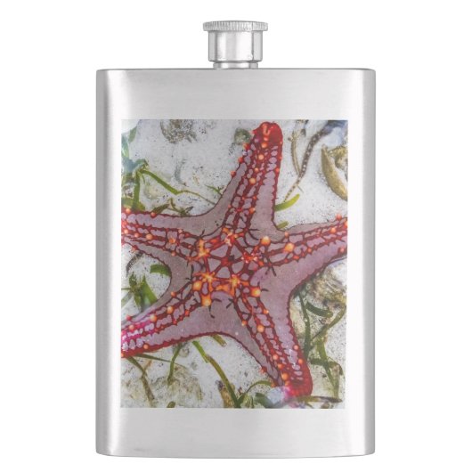 Starfish, Sansibar, Tansania Flachmann (Vorderseite)