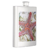Starfish, Sansibar, Tansania Flachmann (Rechts)