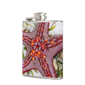 Starfish, Sansibar, Tansania Flachmann (Links)