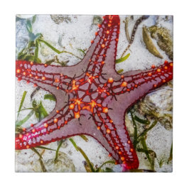Starfish, Sansibar, Tansania Fliese