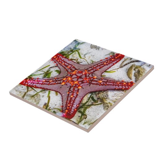 Starfish, Sansibar, Tansania Fliese (Seite)