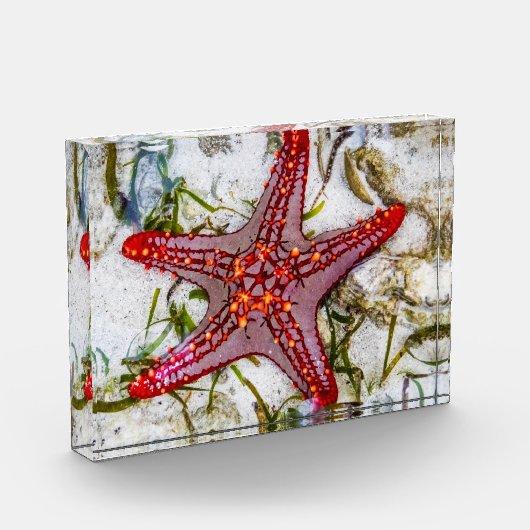 Starfish, Sansibar, Tansania Fotoblock (Links)