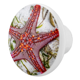 Starfish, Sansibar, Tansania Keramikknauf