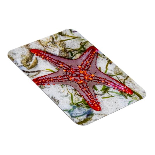 Starfish, Sansibar, Tansania Magnet (Rechte Seite)