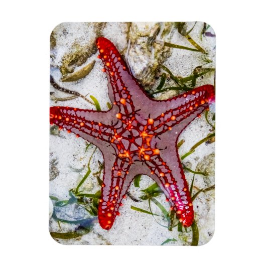 Starfish, Sansibar, Tansania Magnet (Vertikal)