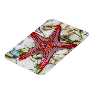 Starfish, Sansibar, Tansania Magnet
