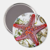 Starfish, Sansibar, Tansania Magnet (Vorderseite/Rückseite)