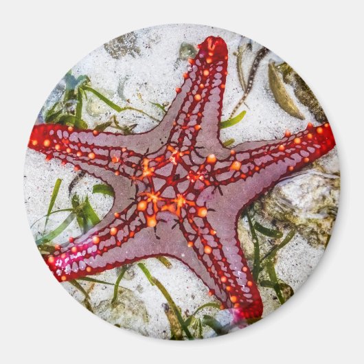 Starfish, Sansibar, Tansania Magnet (Vorne)