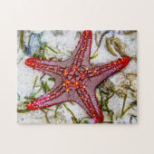 Starfish, Sansibar, Tansania Puzzle (Horizontal)