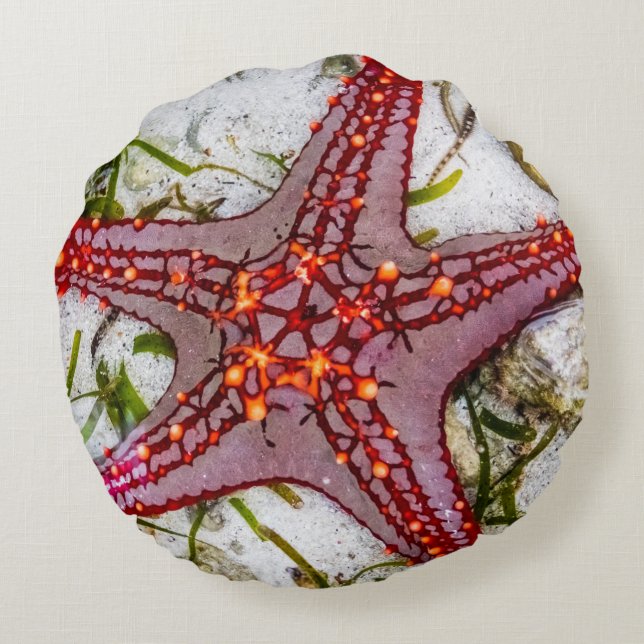 Starfish, Sansibar, Tansania Rundes Kissen (Rückseite)