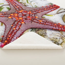 Starfish, Sansibar, Tansania Sherpadecke