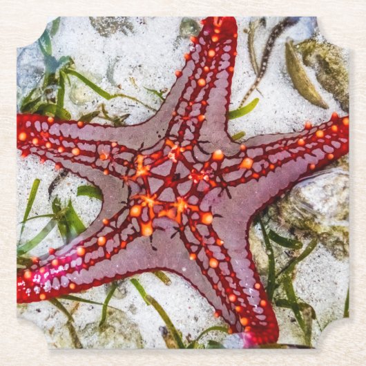 Starfish, Sansibar, Tansania Untersetzer (Vorderseite)