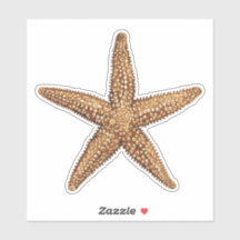 Starfish - Sea Star