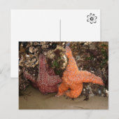 Starfish/Sea Stars, Cannon Beach OR, Foto 3 Postkarte (Vorne/Hinten)