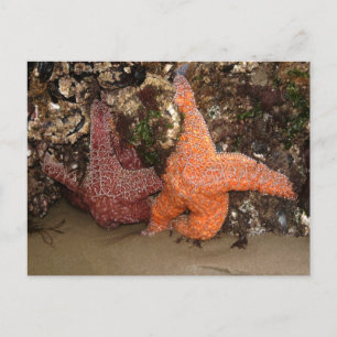 Starfish/Sea Stars, Cannon Beach OR, Foto 3 Postkarte