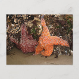 Starfish/Sea Stars, Cannon Beach OR, Foto 3 Postkarte