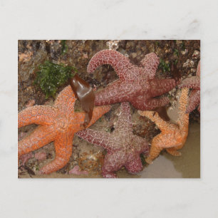 Starfish/Sea Stars in Cannon Beach, OR, Foto 4 Postkarte