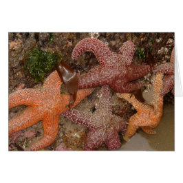 Starfish/Seesterne in der Kanone setzen ODER, Foto