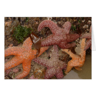 Starfish/Seesterne in der Kanone setzen ODER, Foto