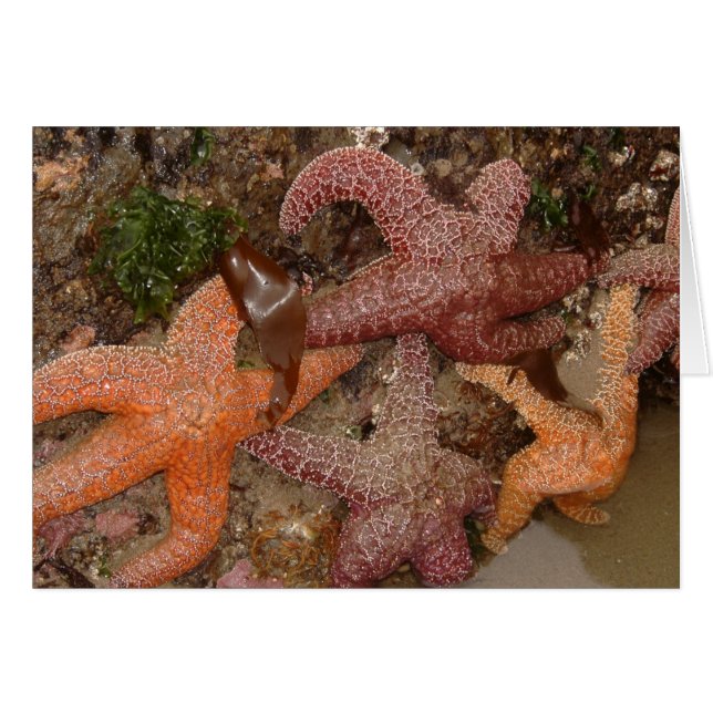 Starfish/Seesterne in der Kanone setzen ODER, Foto (Vorderseite (Horizontal))