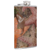 Starfish/Seesterne in der Kanone setzen ODER, Foto Flachmann (Rechts)