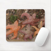 Starfish/Seesterne in der Kanone setzen ODER, Foto Mousepad (Mit Mouse)
