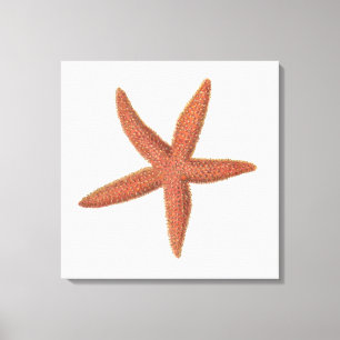 Starfish - Sherman Denton Fish Lithograph Leinwanddruck