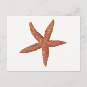 Starfish - Sherman Denton Fish Lithograph Postkarte