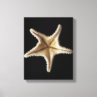 Starfish Skelett, nah-up 2 Leinwanddruck